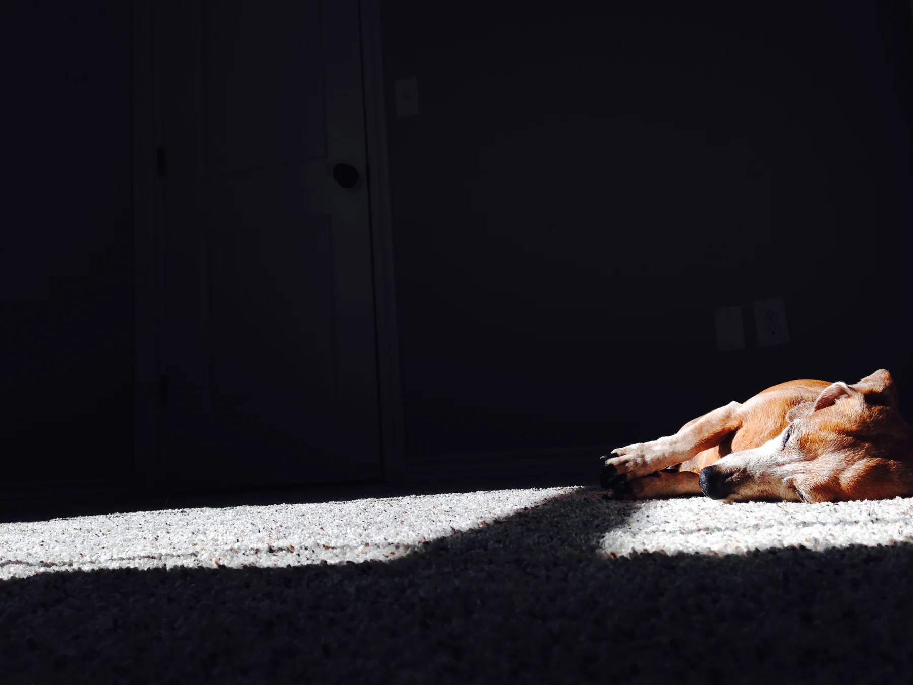 Duncan, the dachshund who inspired Badger Hound Plumbing, resting in a patch of sunlight